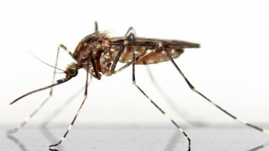 Risultati immagini per via le zanzare